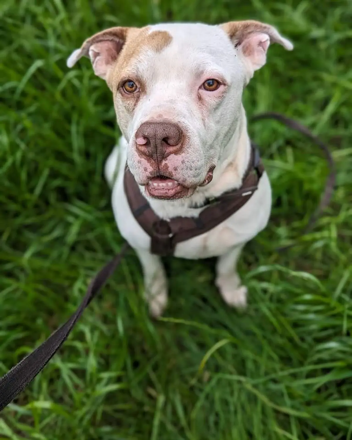 Hund von canis connection