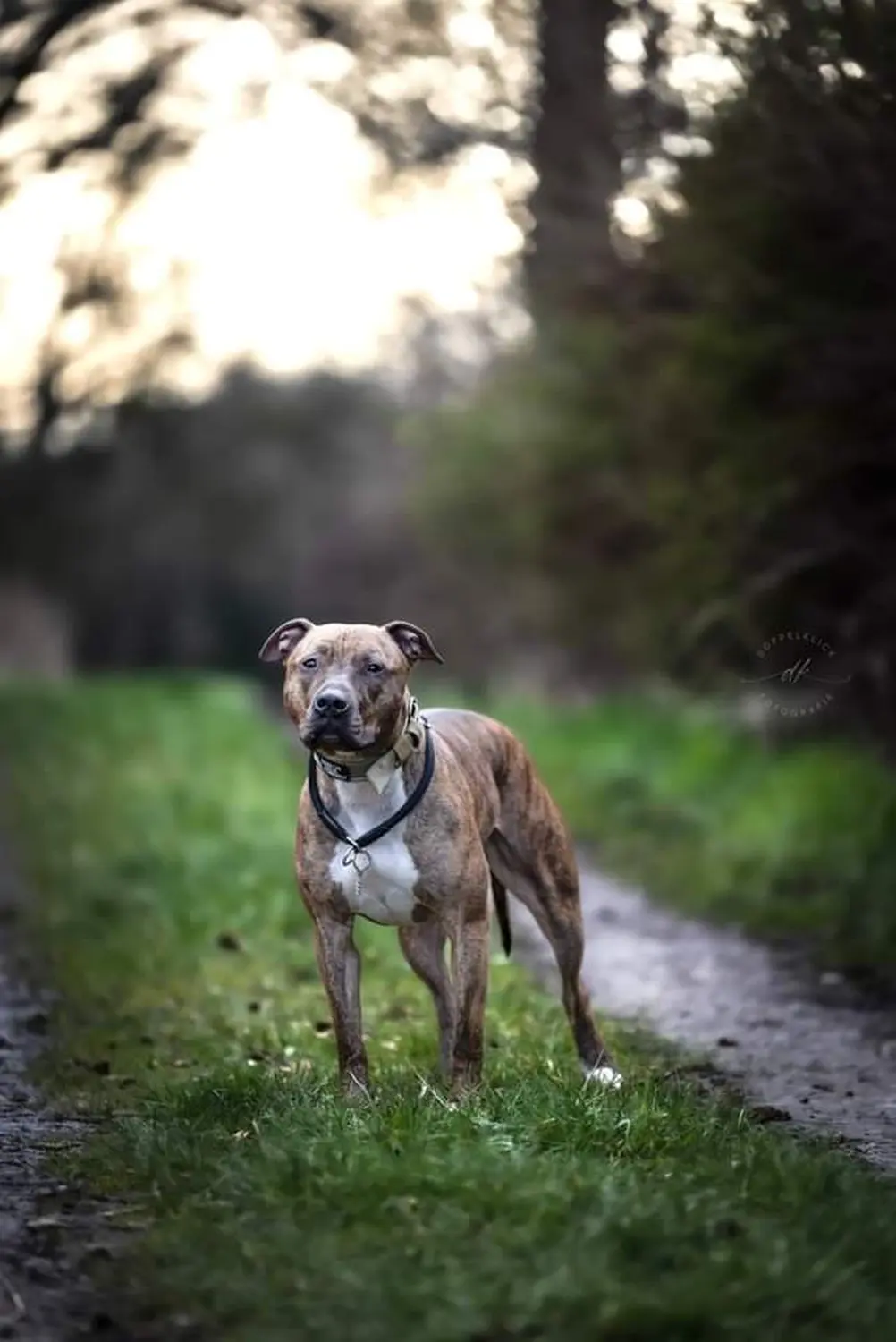 Hund von canis connection