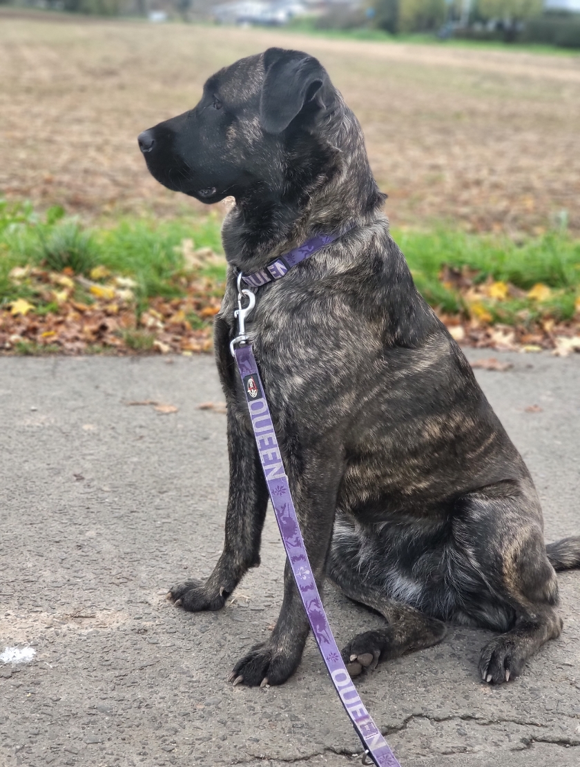 Hund von canis connection