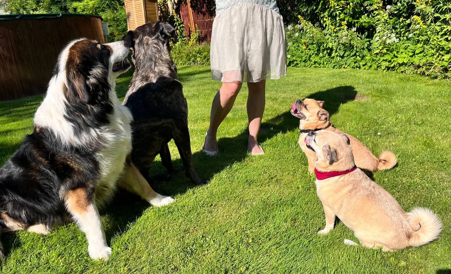 Geruchsdifferenzierung von canis connection
