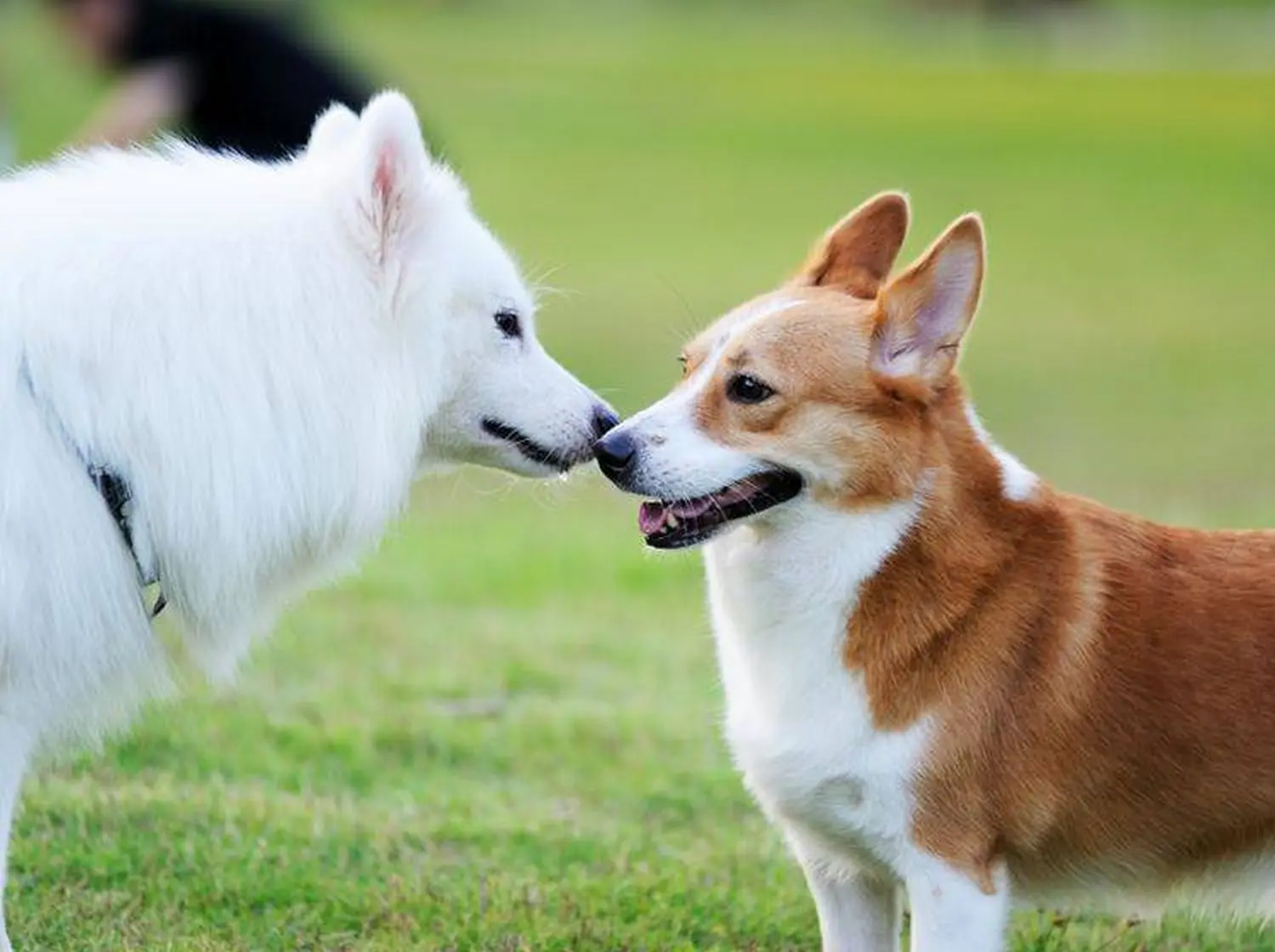 Hund spielt von canis connection