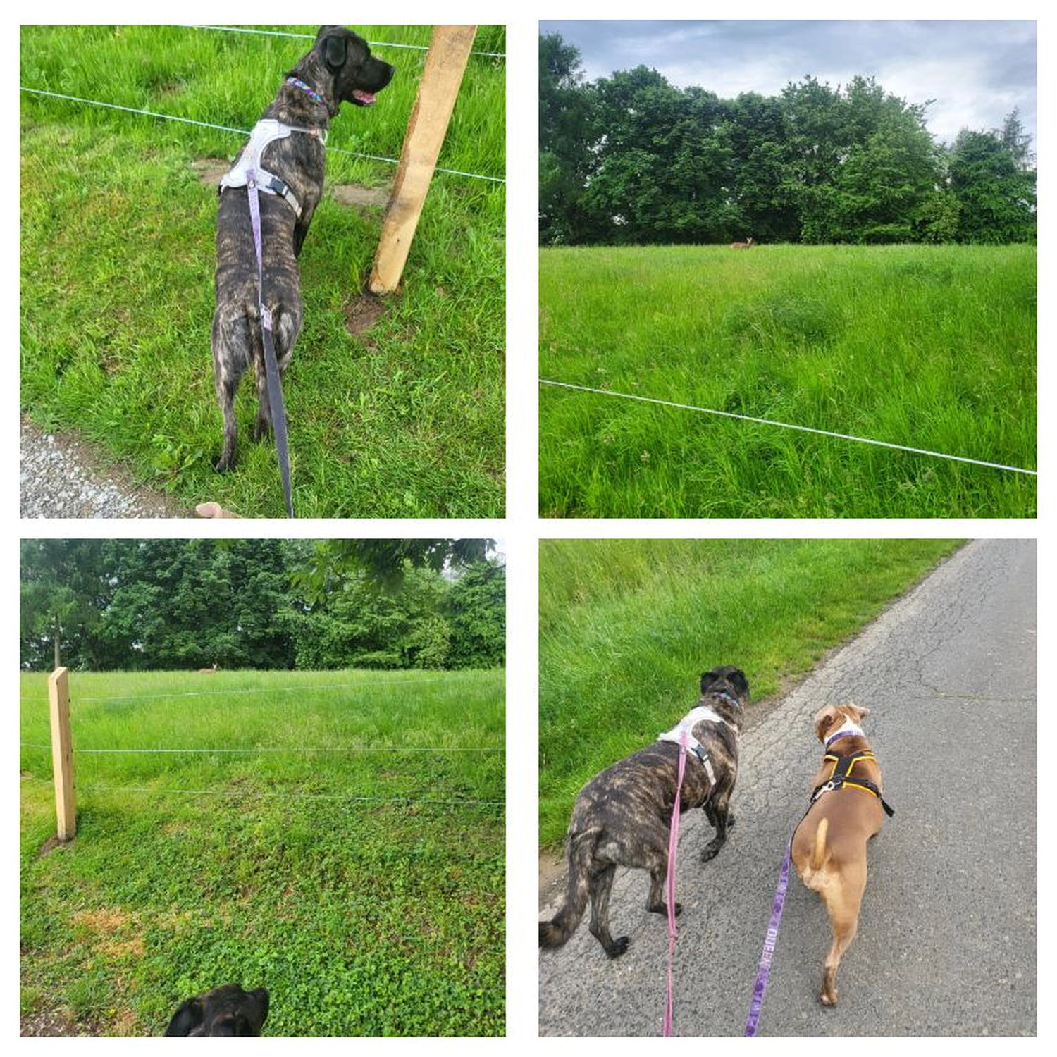 Hund spielt von canis connection