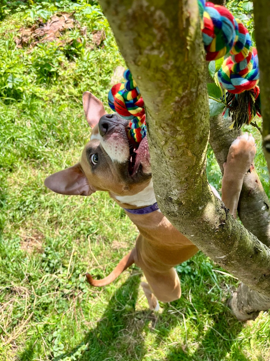 Hund spielt von canis connection