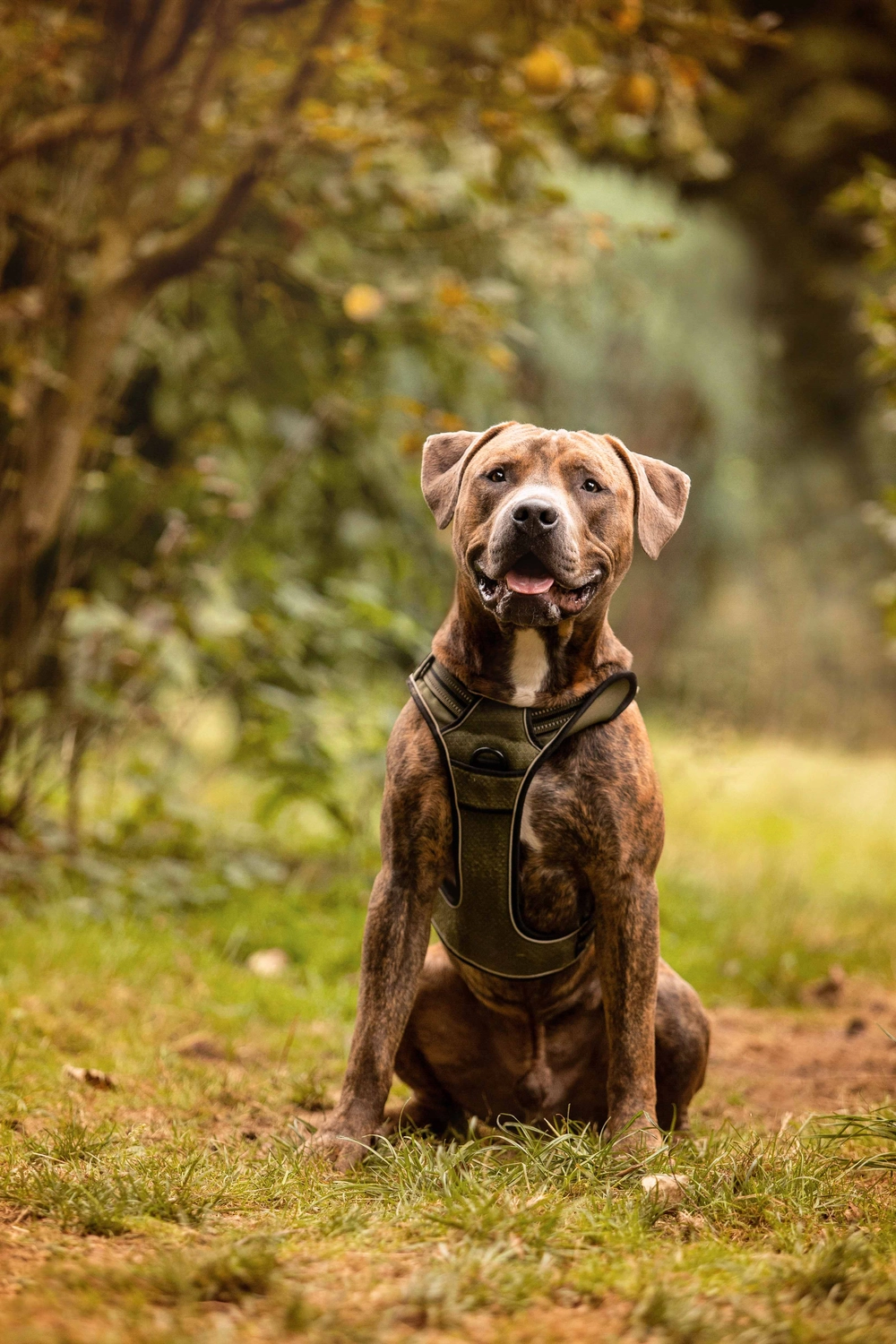 Hund spielt von canis connection