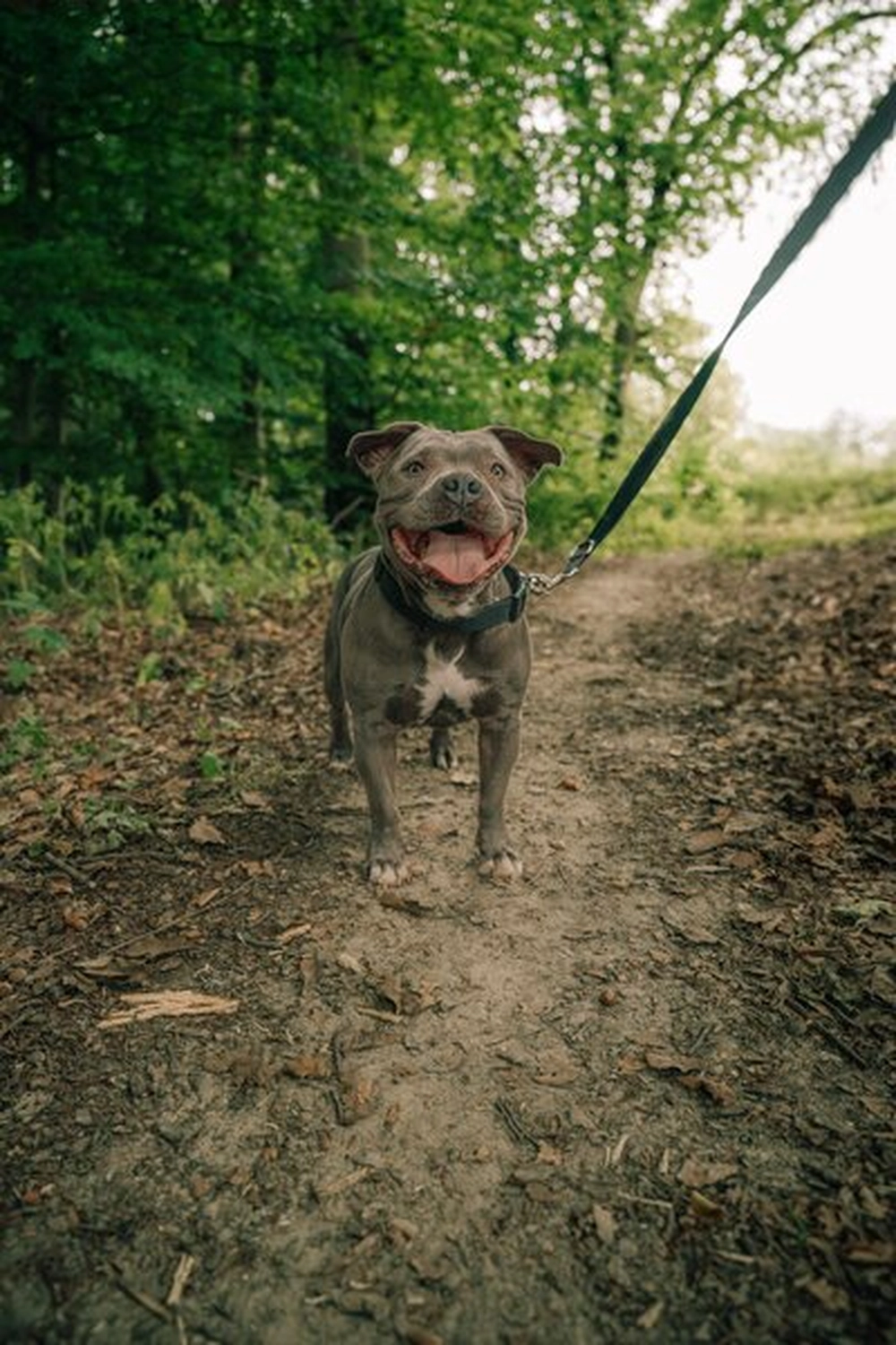Hund spielt von canis connection
